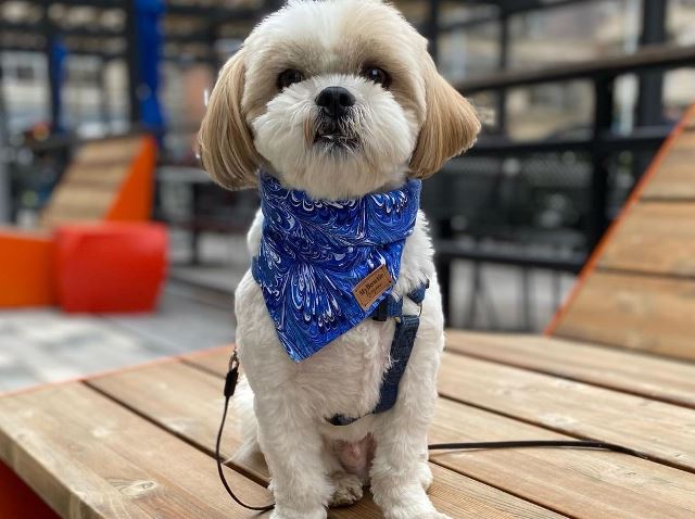 Cool Bandanas for Dogs