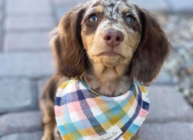 Cool Bandanas for Dogs